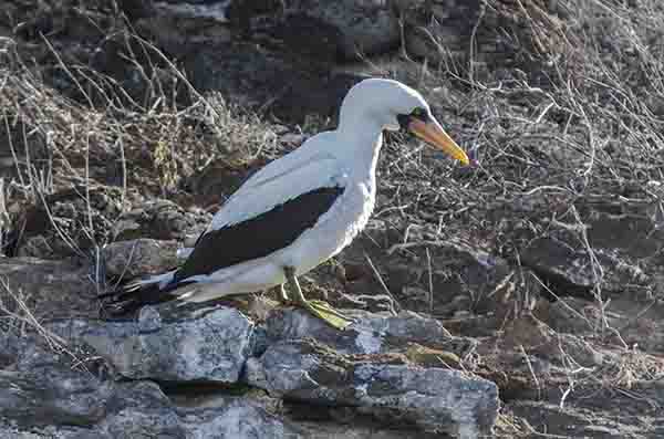 Piquero de Nazca - isla Dahne Menor - islas Galápagos - Ecuador 2.jpg